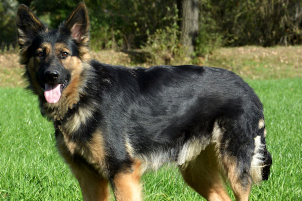 Donka vom schwarzen Traum