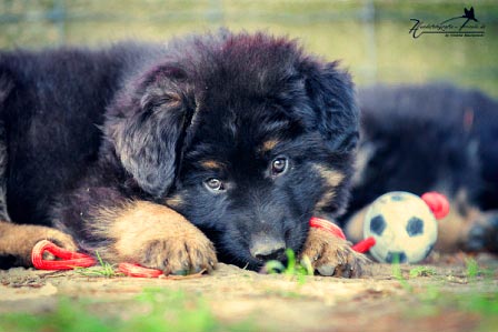 Ongekend Oud-Duitse herdershonden vom Möhnesee & vom schwarzen Traum – Pups NM-41