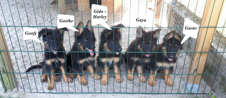 Goofy, Goeike, Gido-Harley, Gaya, Gusto