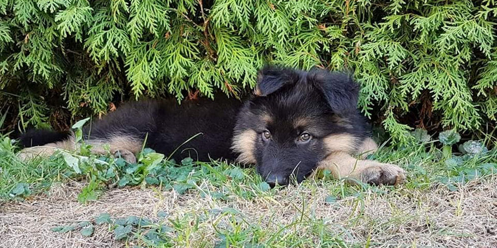 Altdeutscher Schäferhund