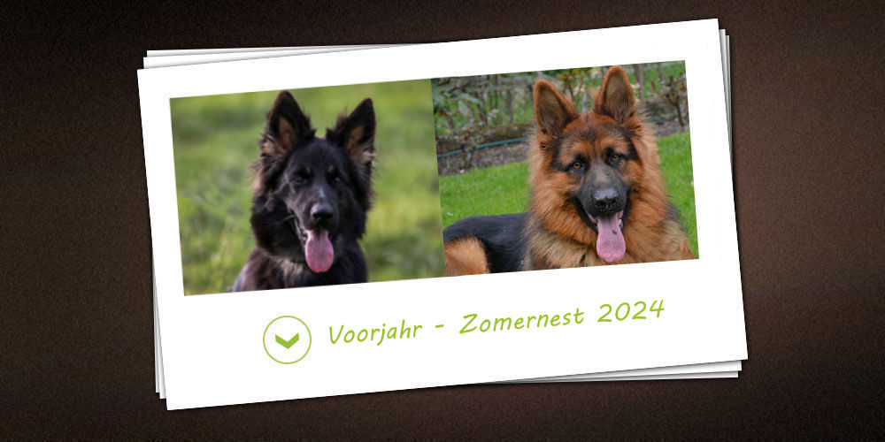 Voorjahr-Zomer 2024  van de kennel vom Möhnesee