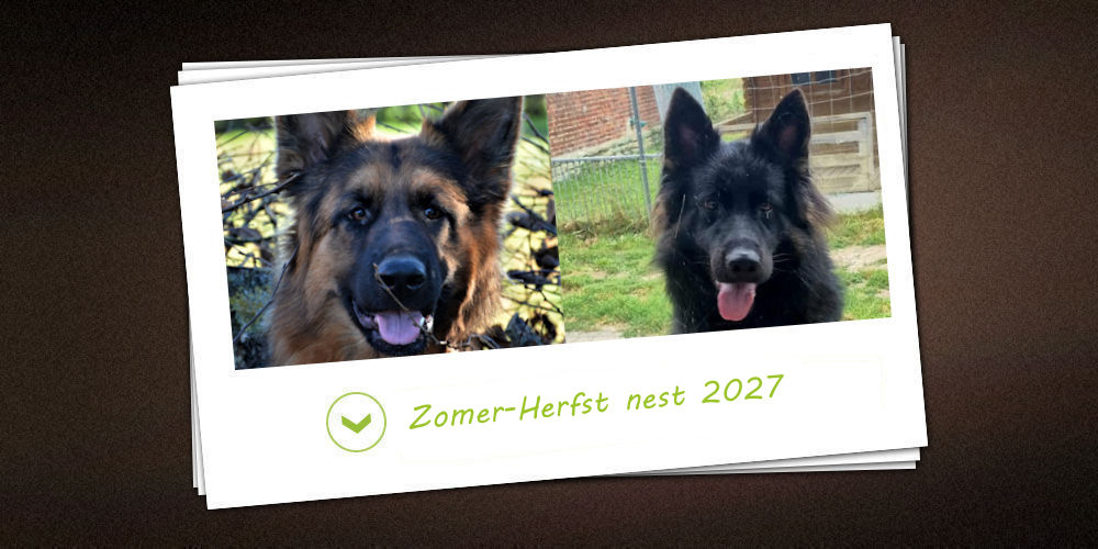 ZomerHerfst 2027 van de kennel vom Möhnesee