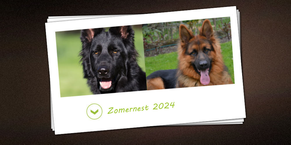 Zomer nestje 2024 van de kennel vom Möhnesee