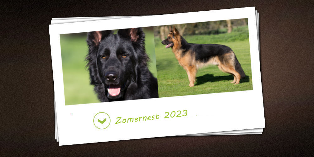 Zomer nestje 2023 van de kennel vom Möhnesee