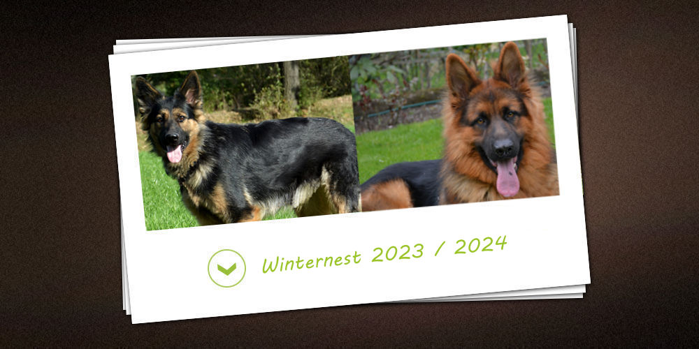 winter nestje 2023 / 2024 van de kennel vom schwarzen Traum