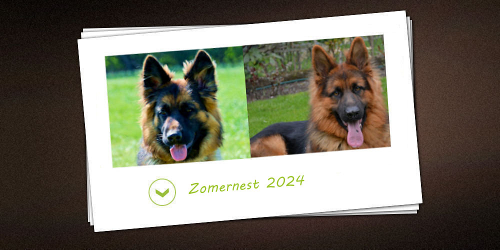 Zomer nestje 2024 van de kennel vom vom schwarzen Traum