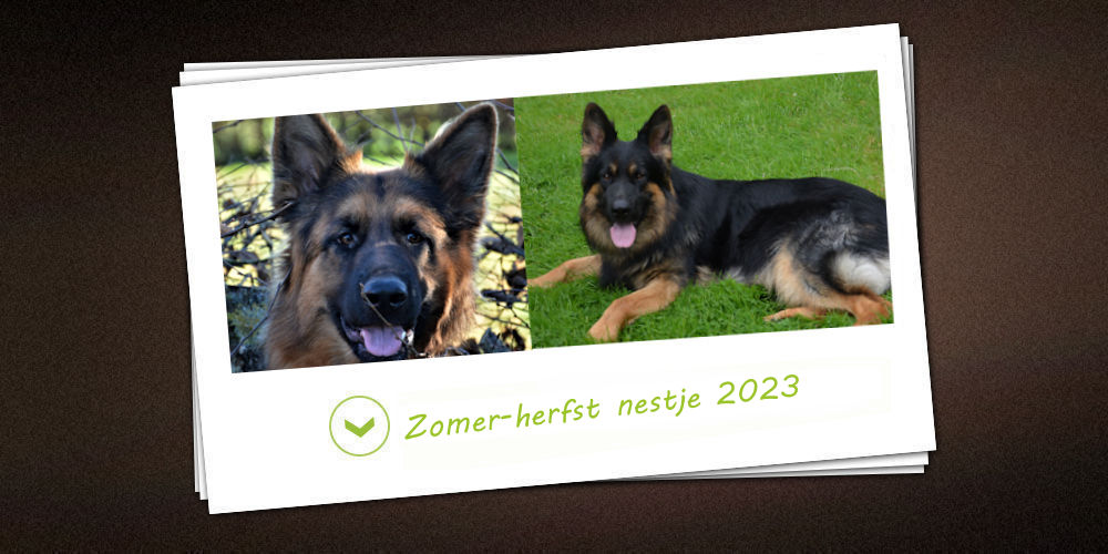 Zomer-herfst 2023 der Zuchtstätte vom vom schwarzen Traum