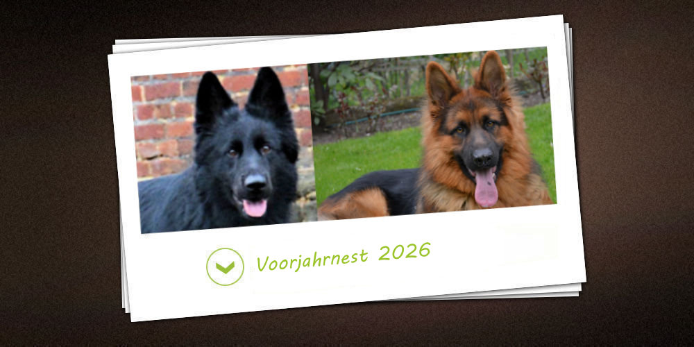 Voorjahr-nestje 2026 van de kennel vom schwarzen Traum