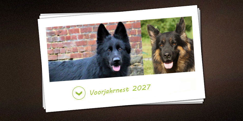 Voorjahr-nestje 2027 van de kennel vom schwarzen Traum