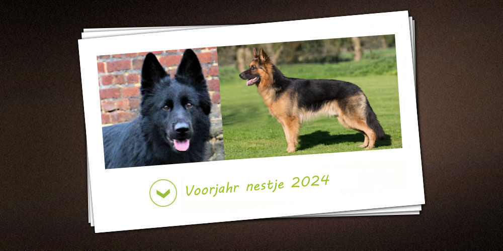 Voorjahr-nestje 2024 van de kennel vom schwarzen Traum