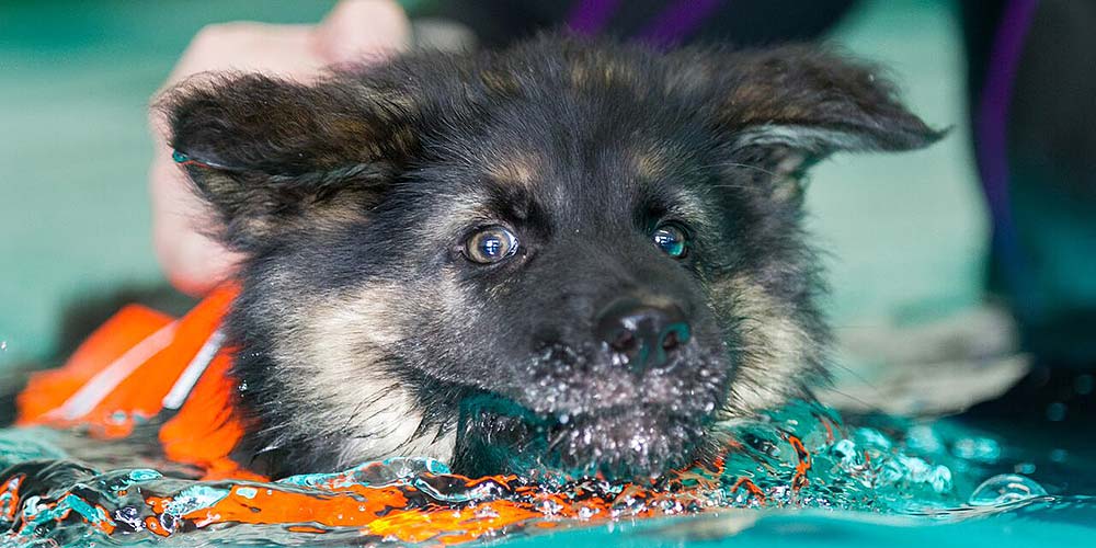 Pups leeftijd 7 weken aan het zwemmen