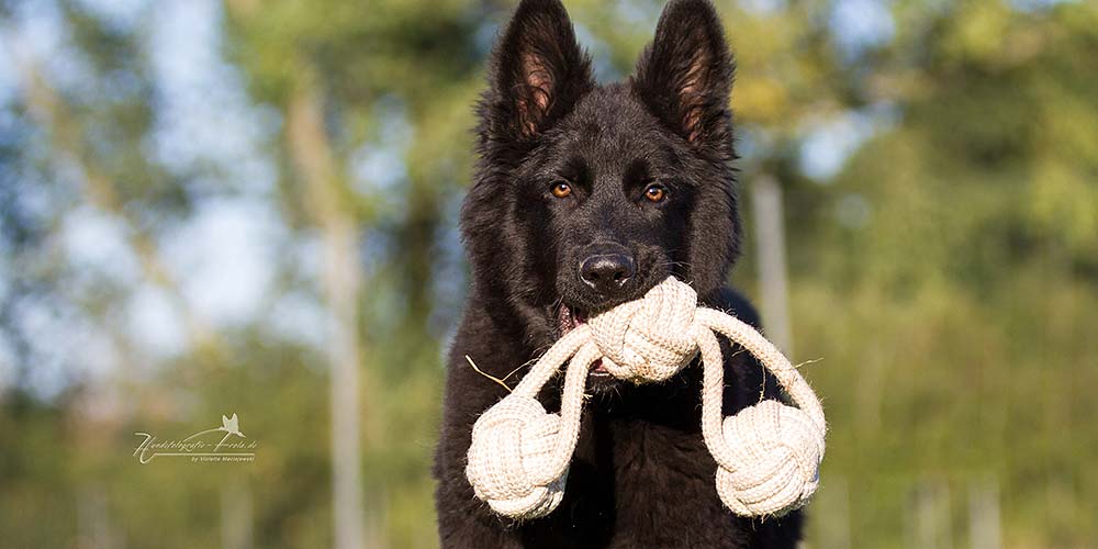 Elmo of the Dutch Victory, dekreu  Kennel van schwarzen Traum