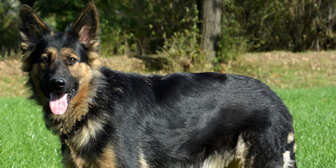 Donka vom schwarzen Traum